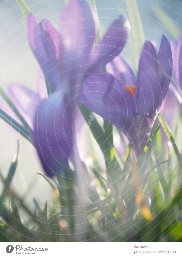 krokusscrowd Natur Pflanze Wiese Leben Krokusse Blume Wachstum gedeihen Farbe Frühling Blühend schön natürlich Nebel Farbfoto Außenaufnahme