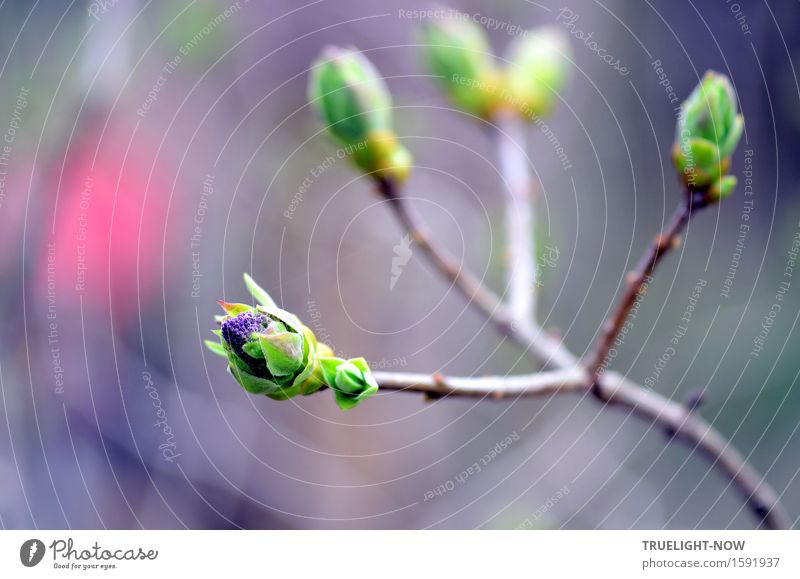 Die Freude wächst... Natur Pflanze Frühling Klima Schönes Wetter Sträucher Blatt Blüte Grünpflanze Fliederknospen Garten Park Zeichen ästhetisch elegant