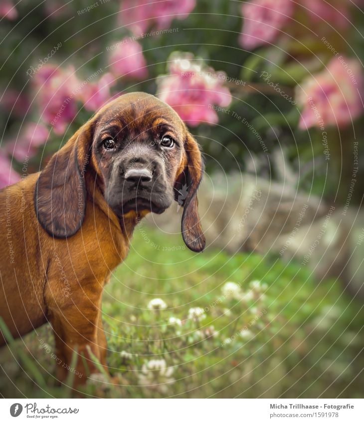 Im Blick Garten Natur Pflanze Tier Sonnenlicht Schönes Wetter Blume Park Haustier Hund Tiergesicht Fell 1 Tierjunges beobachten Blühend glänzend hängen leuchten