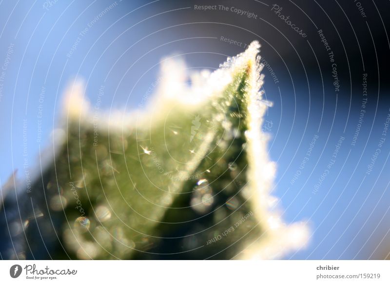 Spitz Nahaufnahme Makroaufnahme Licht Winter Blatt frieren glänzend kalt Raureif Frost Zacken Am Rand Ecke Gemeiner Stechdorn Gift Ilex aquifolium chribier