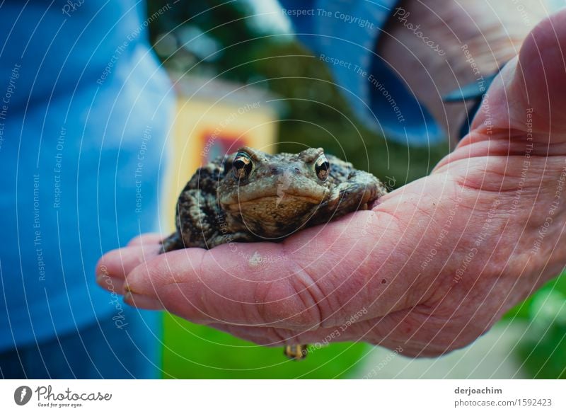 Alte Hände, junge Kröte. Eine Hand hält vorsichtig eine Kröte in der Hand. Die Augen der Kröte blicken nach vorne. Freude harmonisch Garten Natur Frühling