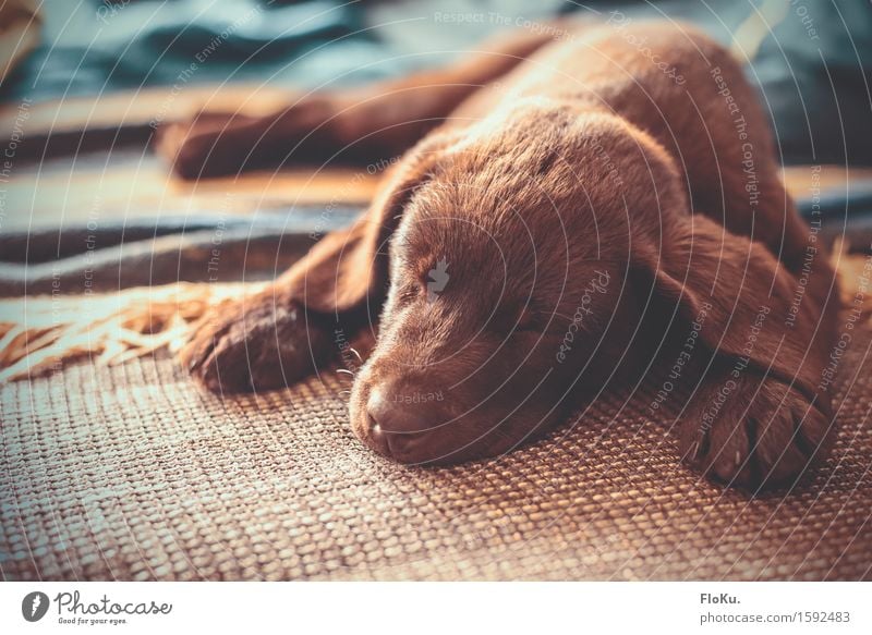 Sleepy Puppy Tier Haustier Hund 1 Tierjunges liegen schlafen schön kuschlig niedlich Wärme braun Stimmung Müdigkeit Welpe Labrador Hängeohr Schnauze Sofa