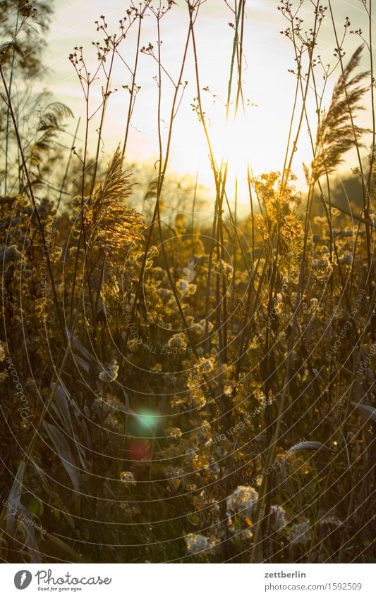 Gegenlicht Abend Nebel Dunst Dämmerung Herbst Lein Natur Umweltschutz Naturschutzgebiet Nationalpark ruhig Sonnenuntergang blenden Sträucher Pflanze Doldenblüte