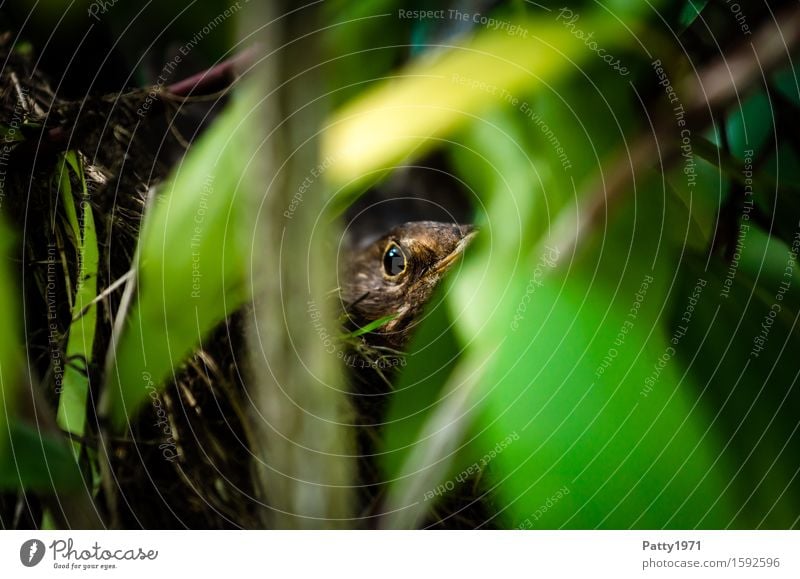 Amsel beim Brüten Tier Vogel 1 sitzen braun grün geduldig ruhig Fürsorge Schutz brütend Brutpflege Nest Versteck Fortpflanzung Farbfoto Außenaufnahme