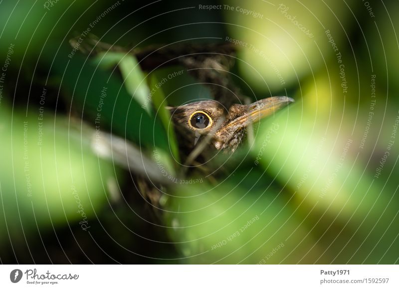 Amsel beim Brüten Tier Vogel 1 sitzen braun grün geduldig ruhig Fürsorge Schutz brütend Brutpflege Nest Versteck Fortpflanzung Farbfoto Außenaufnahme