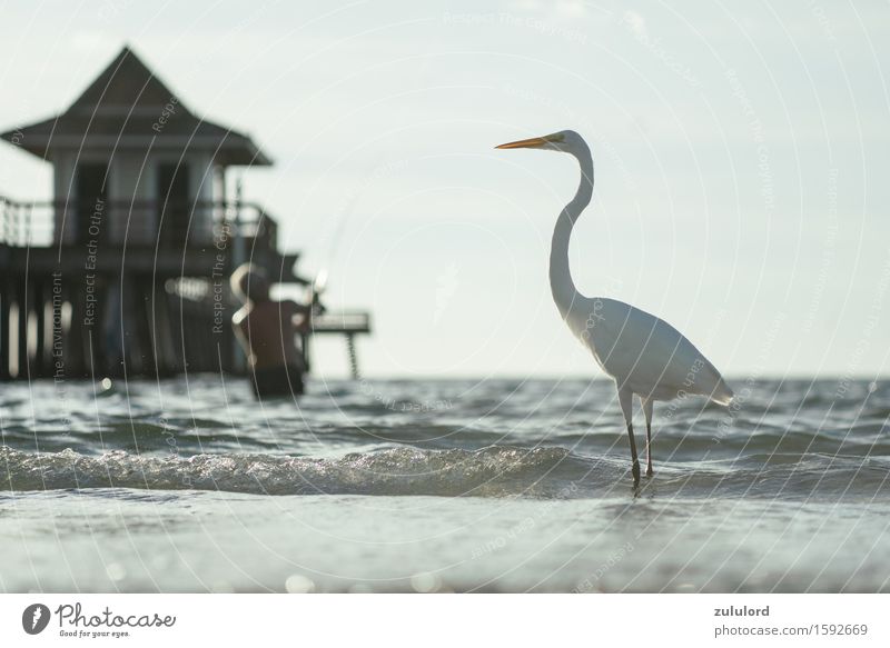 der Reiher Vogel türkis weiß Stolz Ferien & Urlaub & Reisen Angler Anlegestelle Meer Wellen Wasser nass Tier wasservogel Freizeit & Hobby Schwache Tiefenschärfe