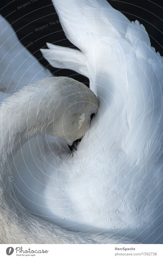 Scheuer Vogel Tier Schwan Flügel 1 schön weiß Hals Kopf Feder Körperpflege verstecken Schüchternheit schlafen beweglich Wassertropfen hydrophob wasserdicht