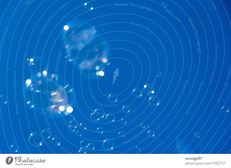 rund | Seifenblasenschwarm Freude Kinderfest glänzend groß lustig blau zart zerbrechlich platzen durchsichtig himmelwärts Blauer Himmel Wolkenloser Himmel