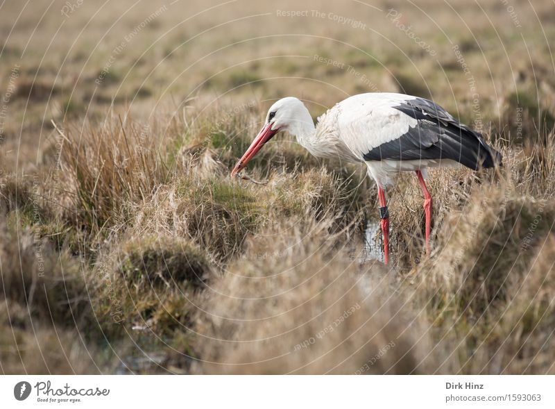 Storch & Froschspeise Umwelt Natur Landschaft Pflanze Tier Wiese Moor Sumpf Essen Fressen lecker natürlich gefräßig Erfolg Vergänglichkeit Weißstorch