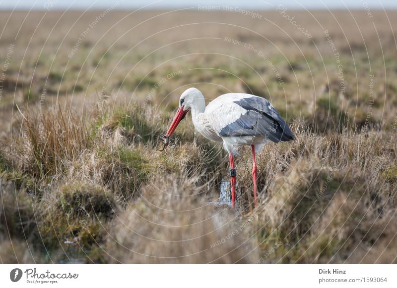 Storch & Frosch-Snack Umwelt Natur Landschaft Pflanze Tier Wiese Moor Sumpf 2 natürlich Horizont Adebar Froschschenkel Weißstorch Schnabel Beine rot Fressen