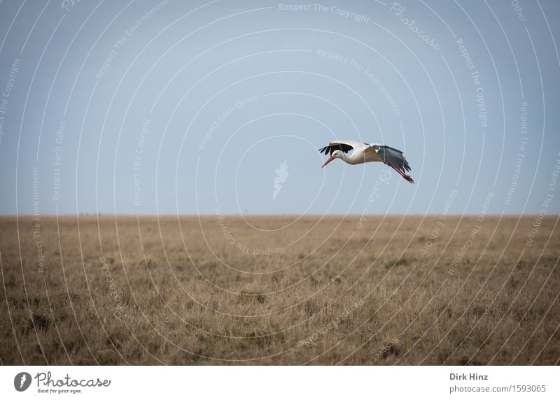 Storchen-Flug Umwelt Natur Landschaft Pflanze Tier Wiese Moor Sumpf fliegen frei Freiheit Weißstorch Nordfriesland St. Peter-Ording Schnabel Flugzeuglandung