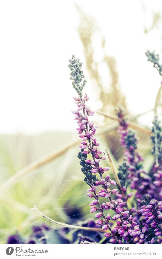 Lila Winterzierde Natur Pflanze Blume Gras Sträucher schön natürlich retro violett ästhetisch Calluna Vulgaris Besenheide Heidekrautgewächse Bergheide