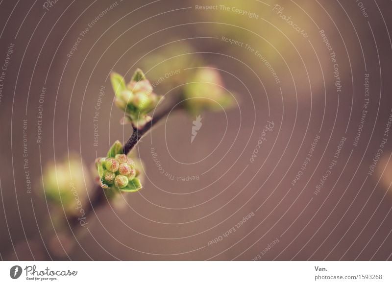 Frühlingserwachen Natur Pflanze Sträucher Blatt Blüte Blattknospe Zweig Garten Wachstum klein braun grün violett Farbfoto Gedeckte Farben Außenaufnahme