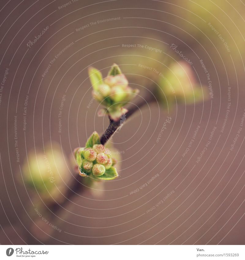 Frühaufsteher Natur Pflanze Frühling Sträucher Blatt Blüte Blütenknospen Garten klein braun grün Zweig Farbfoto Gedeckte Farben Detailaufnahme Makroaufnahme