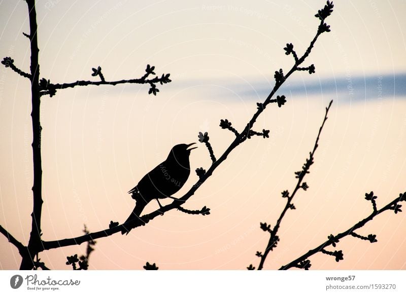 Amselpeter Umwelt Pflanze Tier Himmel Frühling Sommer Baum Obstbaum Kirschbaum Garten Park Wildtier Vogel 1 Kommunizieren natürlich blau rosa schwarz