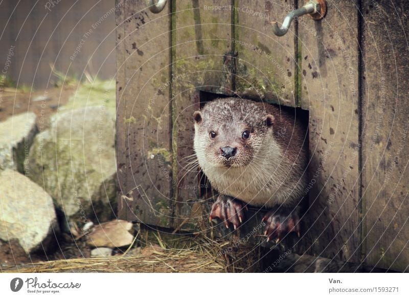 Flotter Otter Natur Hütte Tier Wildtier Tiergesicht Fischotter 1 niedlich braun Stein Holz Farbfoto mehrfarbig Außenaufnahme Menschenleer Tag Tierporträt