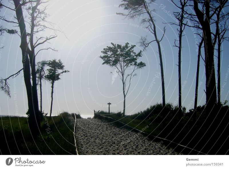 Seabreeze Sand Kiefer Wege & Pfade Übergang Strand Ostsee Darß Wärme Ferien & Urlaub & Reisen Meer Küste Erde Sommer