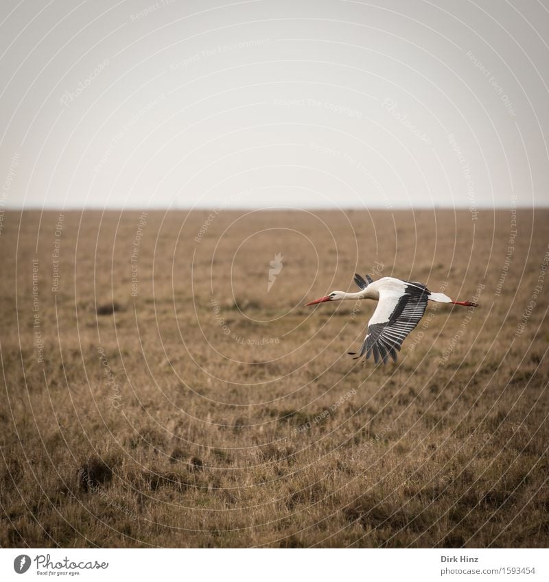 Storchenflug II Ferien & Urlaub & Reisen Ausflug Ferne Umwelt Natur Tier Himmel Wiese Feld Küste Nordsee Wildtier Vogel Flügel 1 natürlich Adebar Schnabel