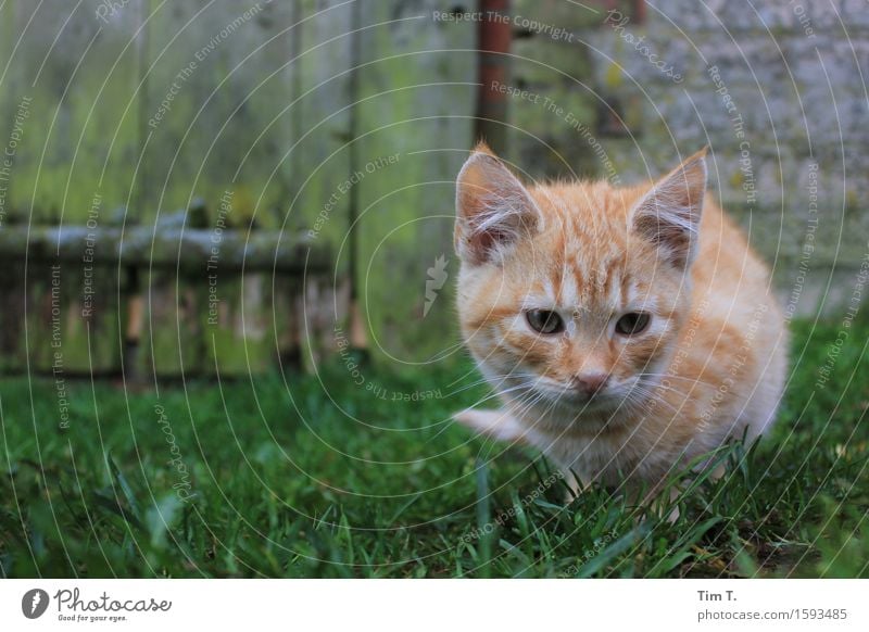 Katze Tier Haustier 1 Senior Bauernhof Farbfoto Außenaufnahme Morgen Tierporträt Blick nach unten