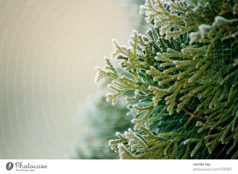 Lebensbaum Baum Hintergrundbild Eis Winter Frühling grün Natur Pflanze Detailaufnahme Makroaufnahme kalt Hecke