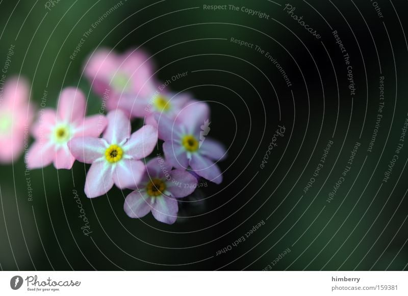 danke für die blumen Blume Natur Frühling frisch Gartenbau Pflanze schön ästhetisch Hintergrundbild Floristik Blüte Park