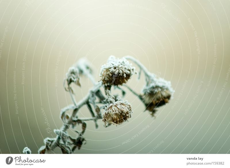 Lebensmüde Tod vertrocknet verdursten verdurstet erfrieren Blüte Blume Pflanze Winter verdorrt kalt erstarren Raureif Eis Schnee