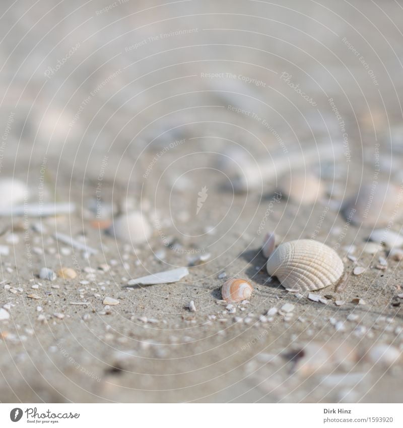 Muschelsand Wellness Wohlgefühl Ferien & Urlaub & Reisen Tourismus Ausflug Ferne Freiheit Sommer Sommerurlaub Umwelt Natur Küste Strand Nordsee Ostsee Meer