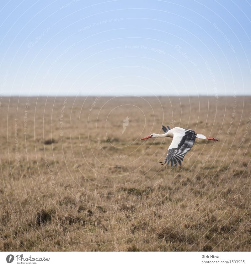 Storchenflug I elegant Ferien & Urlaub & Reisen Tourismus Ausflug Ferne Freiheit Umwelt Natur Landschaft Tier Himmel Wolkenloser Himmel Horizont Frühling