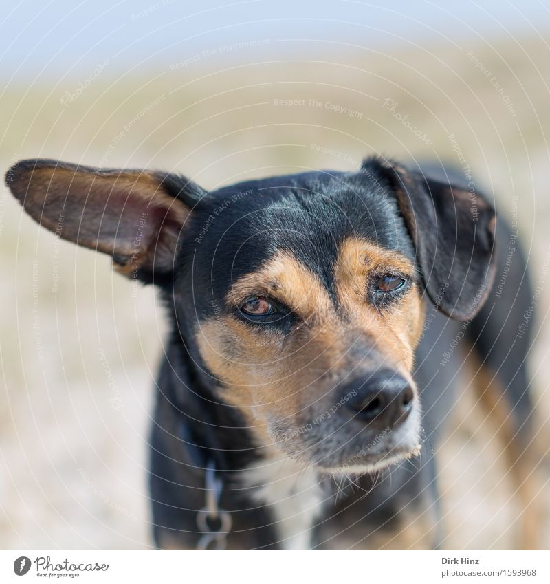 Wie bitte? Natur Landschaft Tier Haustier Hund 1 Gefühle Stimmung Traurigkeit Müdigkeit Enttäuschung Angst Misstrauen Schnauze Ohr Fell angeleint warten trüb