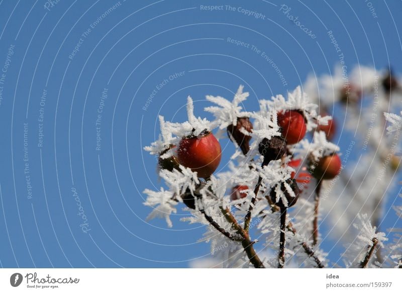 Hagebutten Raureif Schnee Himmel Hintergrundbild Herbst Winter rot blau weiß Stachel stachelig Natur Park Hundsrose