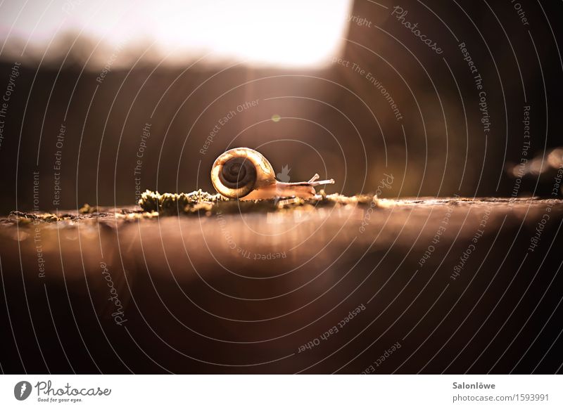 Plädoyer für die Langsamkeit Natur Tier Schnecke 1 rennen wandern glänzend schleimig braun gold Gelassenheit geduldig ruhig Ausdauer Stress Trägheit