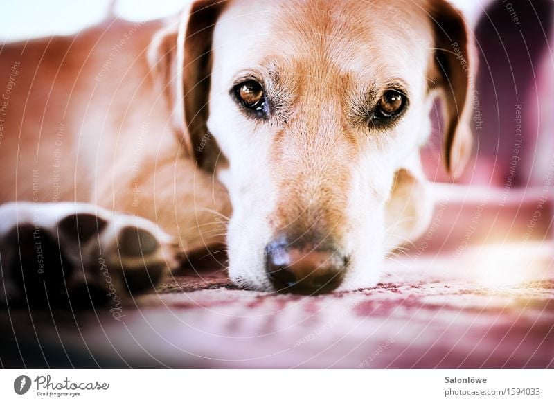 Seelenhund - Hundeseele Tier Haustier Tiergesicht Pfote 1 Erholung liegen träumen Traurigkeit kuschlig mehrfarbig violett Zufriedenheit Vertrauen Langeweile