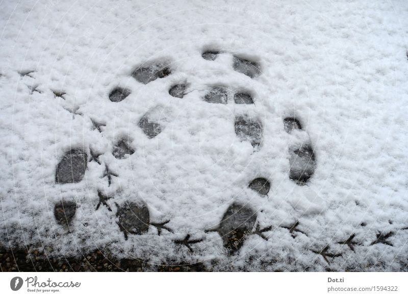 Fußspuren Vogel Mensch Winter Schnee Fährte gehen wandern kalt lustig rund Bewegung Vogelspur Kreis Farbfoto Gedeckte Farben Außenaufnahme Menschenleer