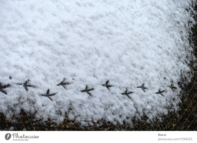 Tau(ben)wetter / Fußspuren Vogel Winter Schnee Fährte gehen kalt Abdruck Vogelspur Farbfoto Gedeckte Farben Außenaufnahme Menschenleer Textfreiraum oben