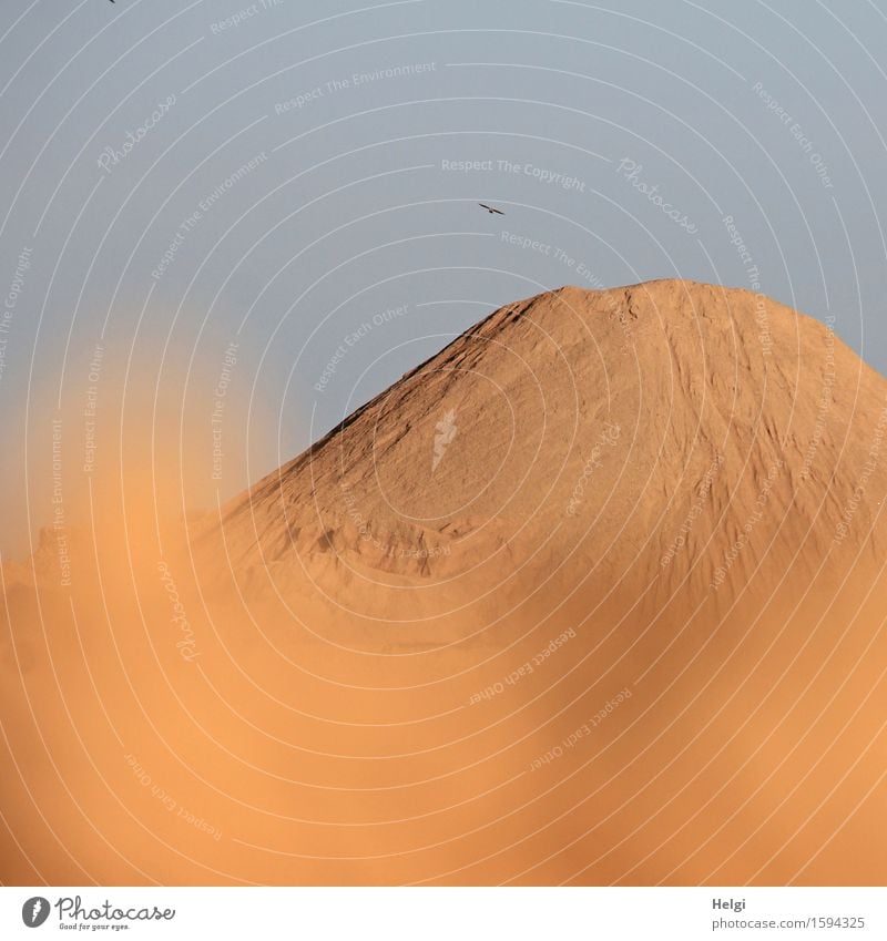 sandig... Umwelt Natur Landschaft Sand Sommer Schönes Wetter Dürre Vogel 1 Tier fliegen außergewöhnlich einfach einzigartig blau braun Düne Sandgrube Farbfoto