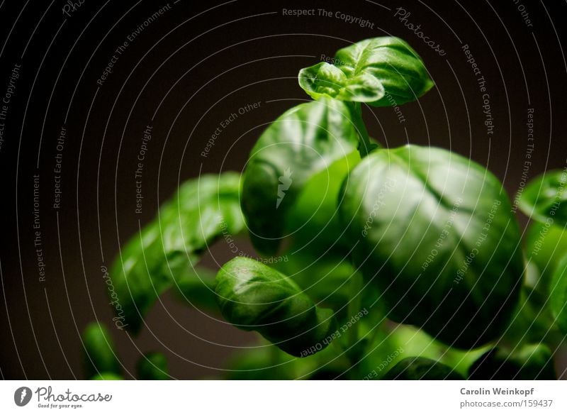 Küchenkraut. Kräuter & Gewürze Vegetarische Ernährung Pflanze Blatt Grünpflanze Nutzpflanze Topfpflanze Basilikum krautig lecker einfach frisch Gesundheit gut