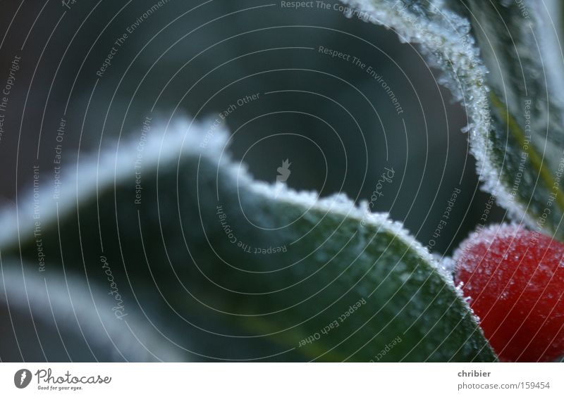 Eisbeer Nahaufnahme Makroaufnahme Winter kalt Frost Raureif gefroren Beeren Am Rand Ecke Gemeiner Stechdorn Christusdorn vergiften vergiftet Stechpalme Gift