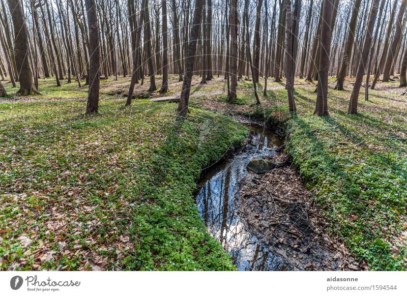 gespensterwald Natur Landschaft Schönes Wetter Wald Freude Zufriedenheit achtsam Vorsicht geduldig ruhig "gespensterwald geisterwald bäume buchen sommen