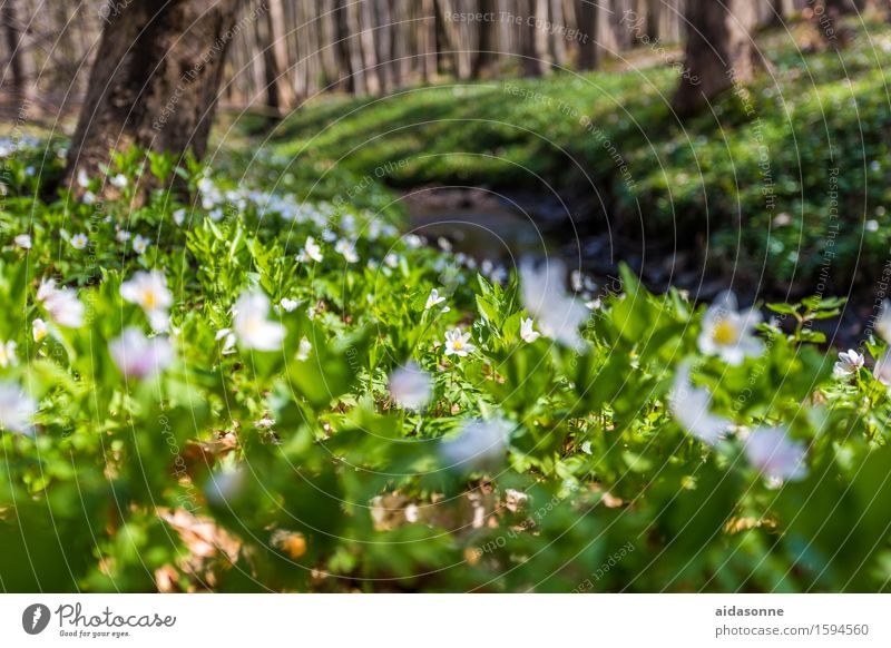 gespensterwald Natur Landschaft Frühling Wald achtsam Gelassenheit ruhig Farbfoto Außenaufnahme Menschenleer Tag Froschperspektive