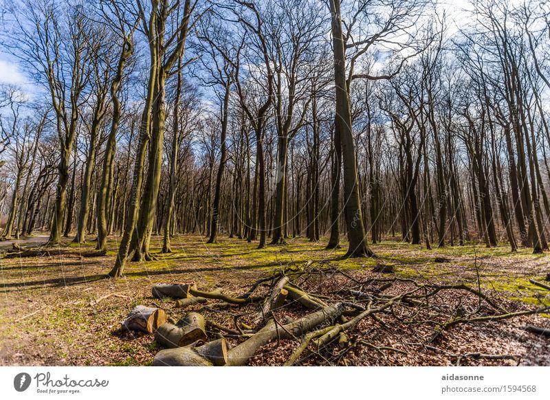 Gespensterwald Natur Landschaft Frühling Schönes Wetter Wald Zufriedenheit Frühlingsgefühle friedlich achtsam Gelassenheit ruhig Nienhagen Farbfoto