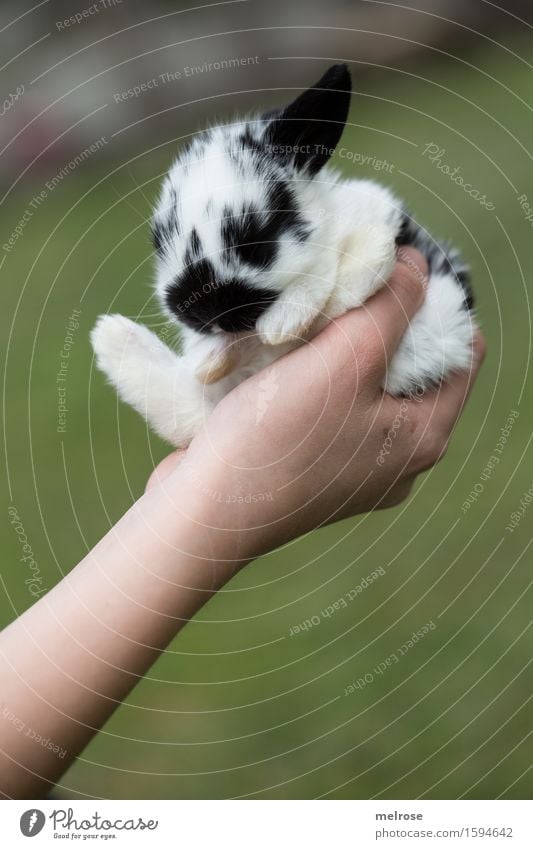 Ein-Ohr-Hase Mädchen Arme Hand Finger 1 Mensch 8-13 Jahre Kind Kindheit Haustier Tiergesicht Fell Pfote Hasenbaby Zwergkaninchen Hasenlöffel Nagetiere Säugetier