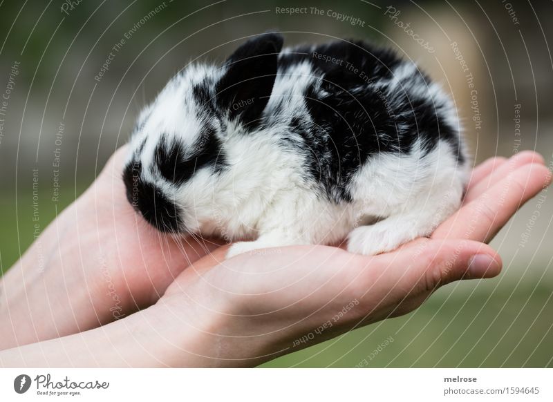 Hand voll Zucker II Mädchen Arme Finger 1 Mensch 8-13 Jahre Kind Kindheit Haustier Tiergesicht Fell Pfote Hasenbaby Zwergkaninchen Hasenlöffel Nagetiere