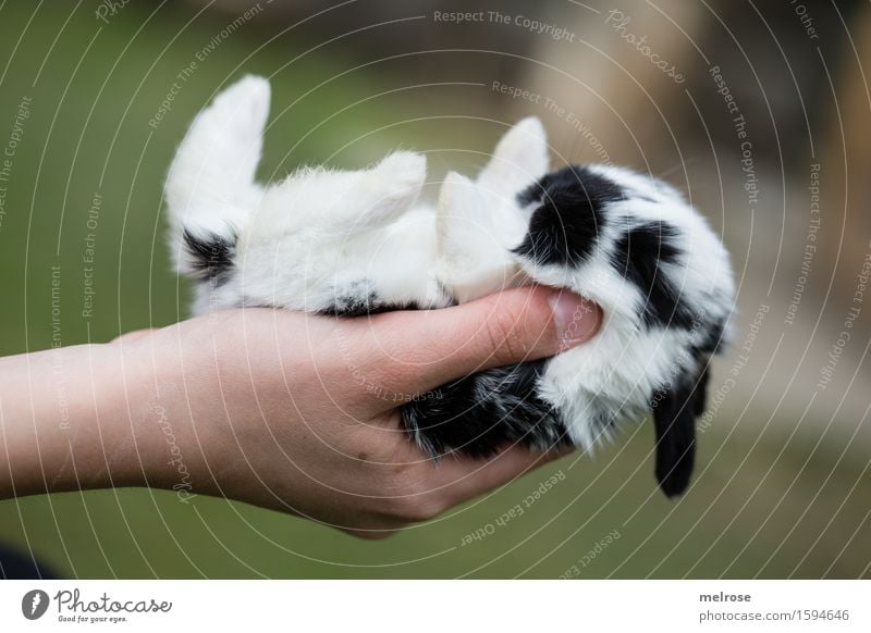 so klein ... Mädchen Kindheit Hand Finger 1 Mensch 8-13 Jahre Haustier Tiergesicht Fell Pfote Hasenbaby Zwergkaninchen Säugetier Nagetiere Schnauze Tierjunges