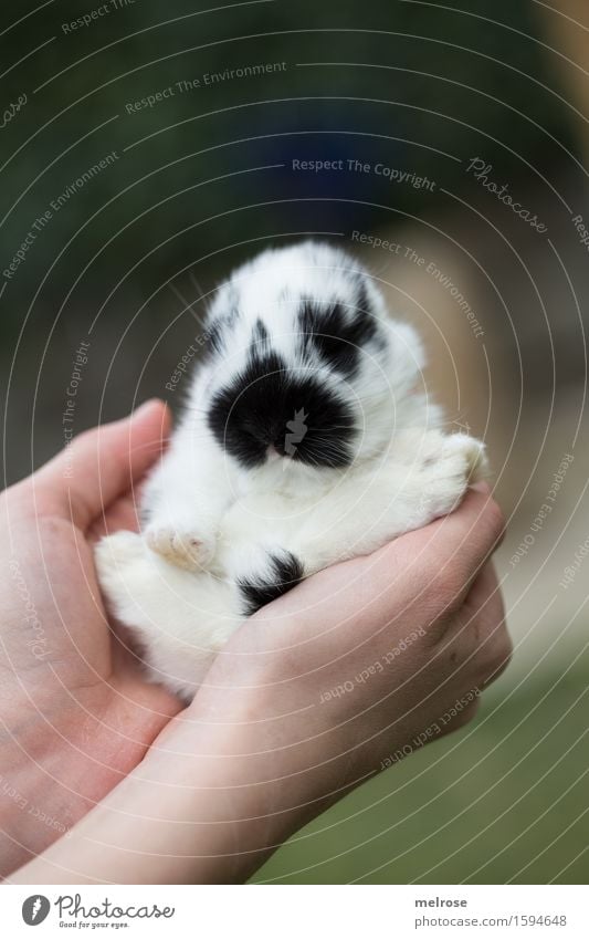 Sitzstreik Mädchen Arme Hand Finger 1 Mensch 8-13 Jahre Kind Kindheit Haustier Tiergesicht Fell Pfote Hasenbaby Zwergkaninchen Nagetiere Säugetier Schnauze