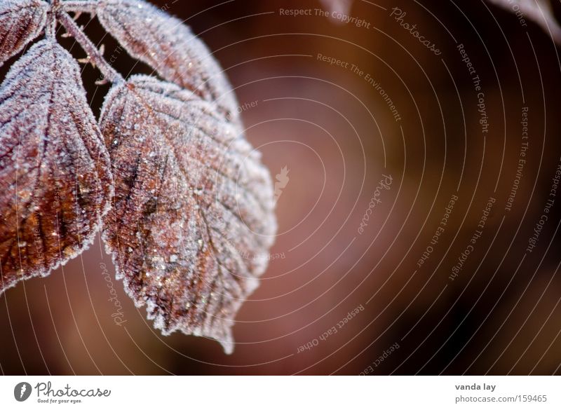 Rostrot Brombeeren Herbst Winter Pflanze Raureif Blatt Stachel Detailaufnahme Hintergrundbild kalt Januar Februar Dezember Herbstfärbung Natur Makroaufnahme