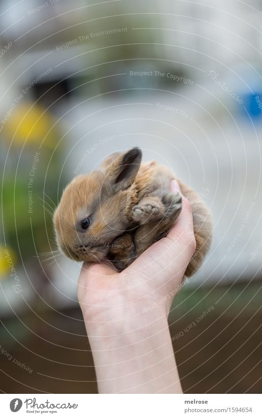 ein neuer Tag ... Mädchen Arme Hand 1 Mensch 8-13 Jahre Kind Kindheit Frühling Blume Garten Haustier Tiergesicht Fell Pfote Zwergkaninchen Hasenbaby Nagetiere