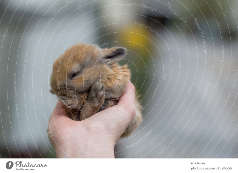 bin noch müüüüde Mädchen Arme Hand Finger 1 Mensch 8-13 Jahre Kind Kindheit Haustier Tiergesicht Fell Pfote Zwergkaninchen Hasenbaby Hasenlöffel Schnauze