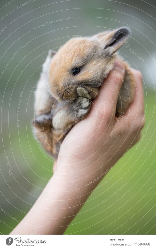 Hand voll Zucker Mädchen Arme Finger 1 Mensch 8-13 Jahre Kind Kindheit Haustier Tiergesicht Fell Pfote Hasenbaby Zwergkaninchen Nagetiere Säugetier Hasenlöffel