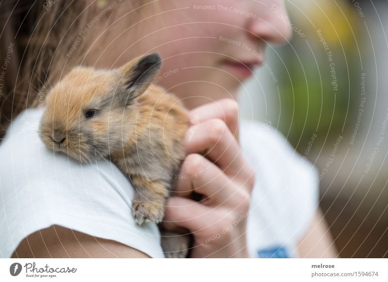 anschmiegsam feminin Mädchen Gesicht Hand Finger 1 Mensch 8-13 Jahre Kind Kindheit Haustier Tiergesicht Fell Pfote Zwergkaninchen Sägetier Nagetiere Tierjunges