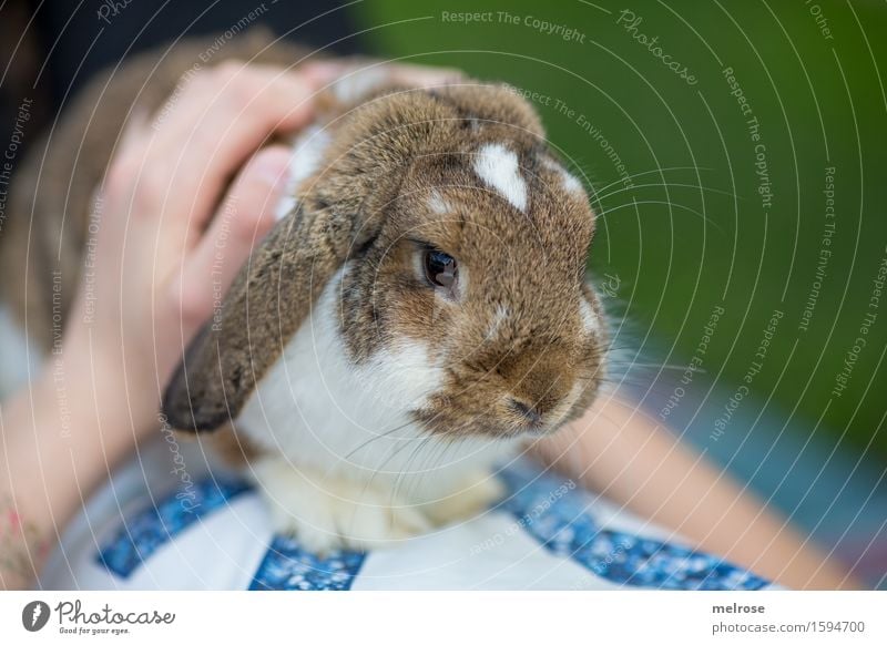 auf Kuschelkurs Mädchen Arme Hand Finger Bauch 1 Mensch 8-13 Jahre Kind Kindheit Haustier Tiergesicht Fell Pfote Hasenlöffel Schnauze Kuschelzeit Erholung